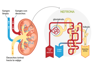 Equilibrio Renal Cómo funcionan tus riñones